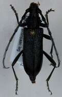 Image of capricorn beetle