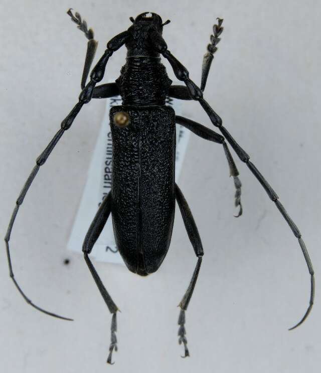 Image of capricorn beetle