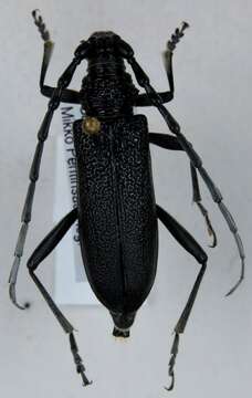 Image of capricorn beetle