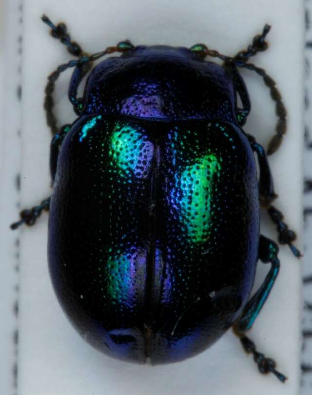 Image of Chrysolina fastuosa