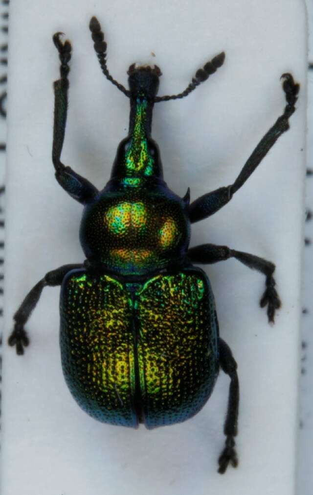 Image of poplar leaf-rolling weevil