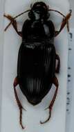 صورة Harpalus (Harpalus) smaragdinus (Duftschmid 1812)