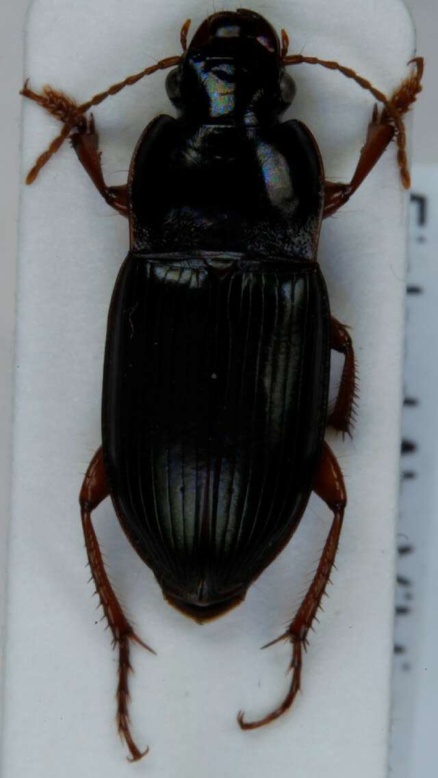 صورة Harpalus (Harpalus) smaragdinus (Duftschmid 1812)