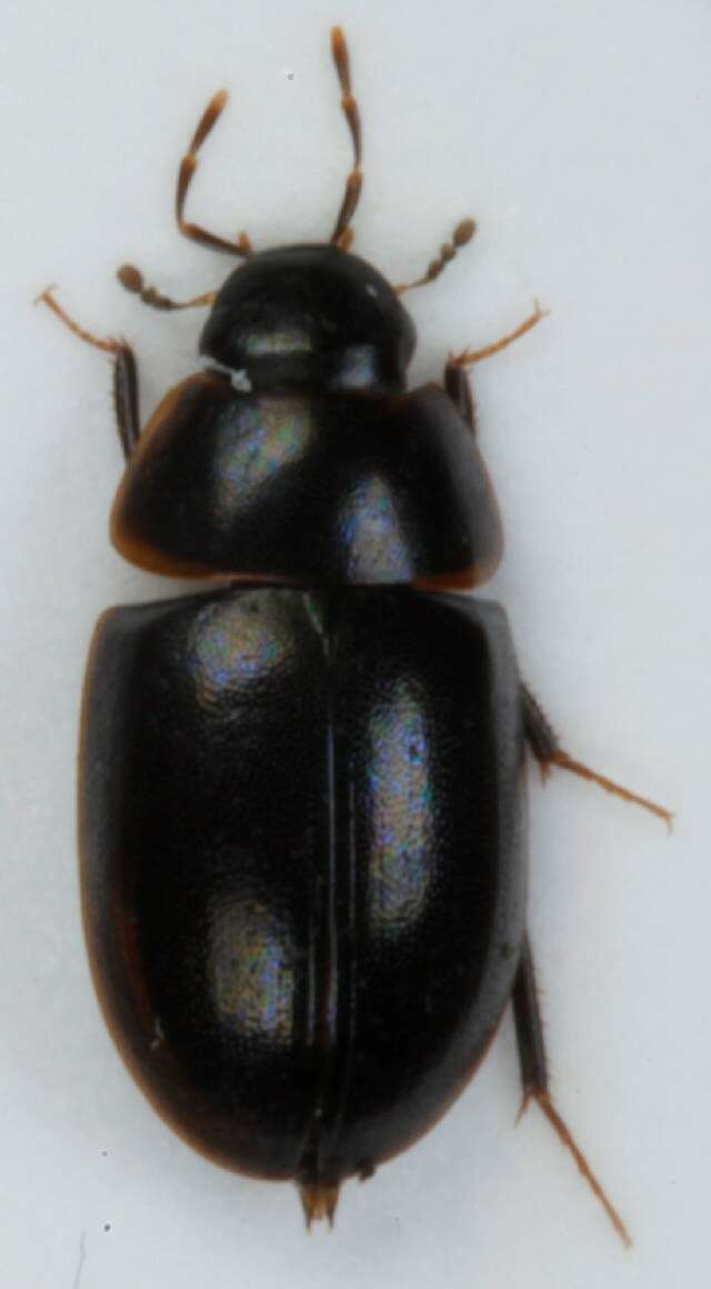 Image of Cymbiodyta marginella (Fabricius 1792)