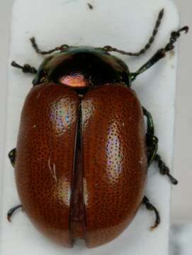 Image of Chrysolina polita