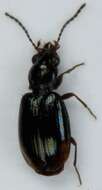 Bembidion (Trepanedoris) doris (Panzer 1796)的圖片