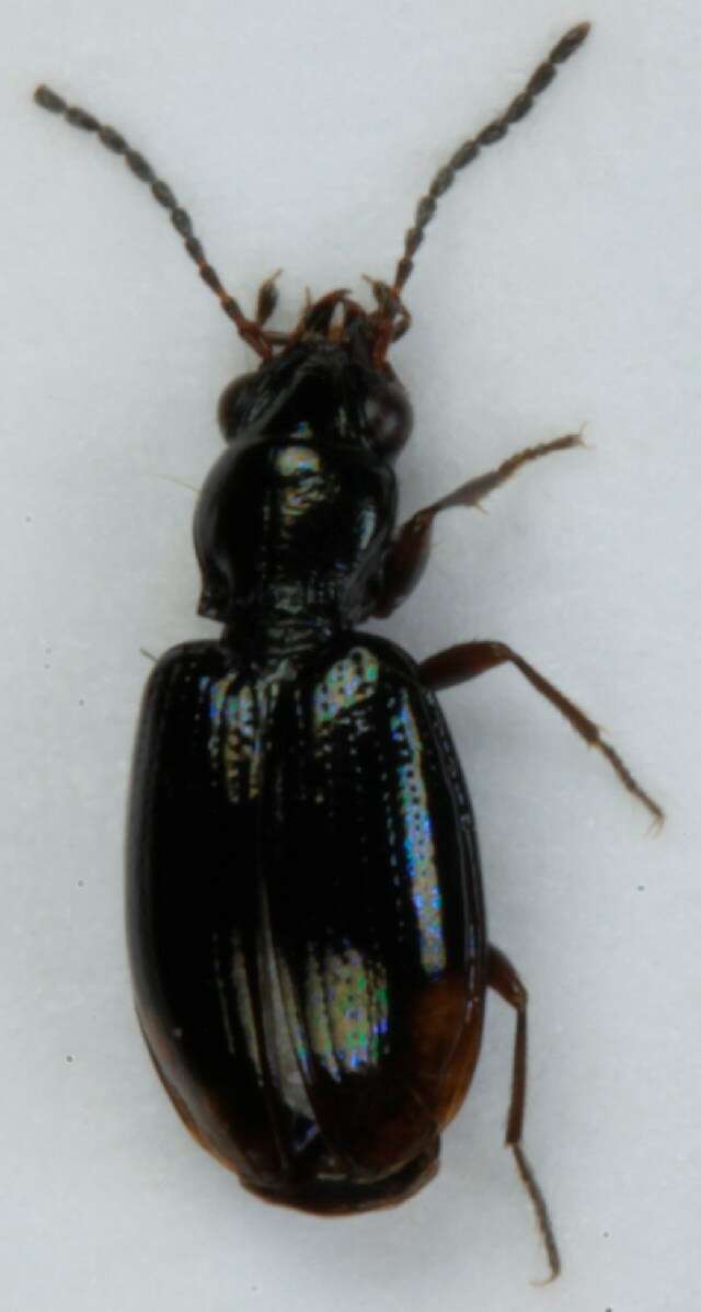 Image of Bembidion (Trepanedoris) doris (Panzer 1796)