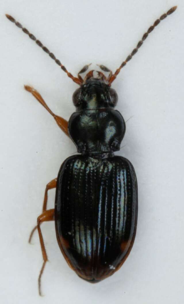 Plancia ëd Bembidion (Diplocampa) assimile Gyllenhal 1810