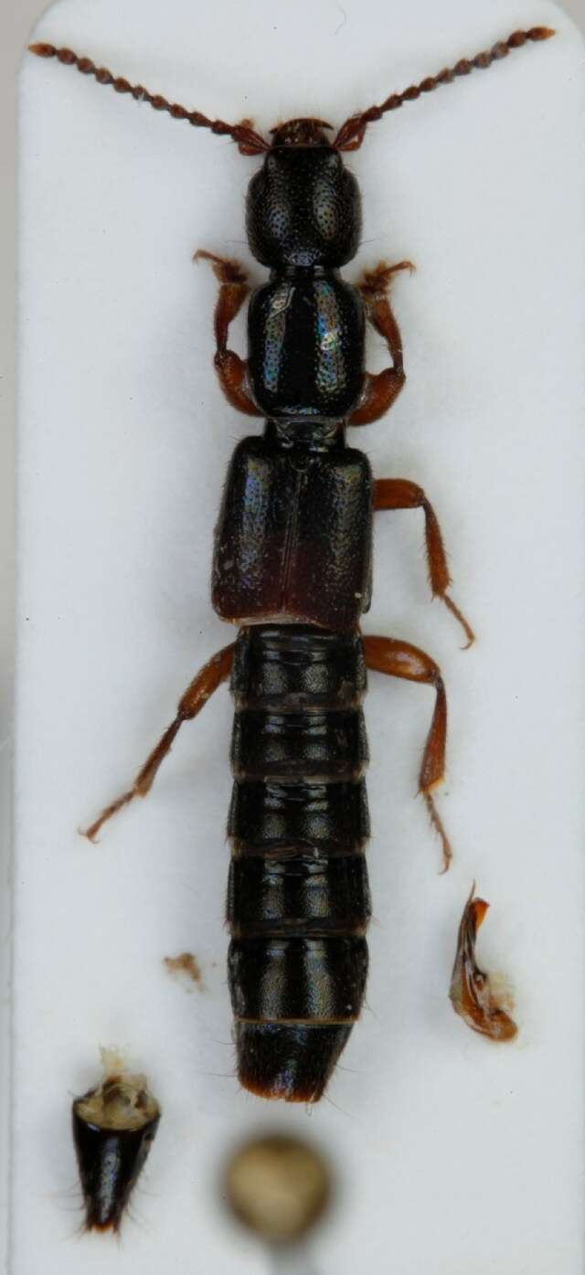 Lathrobium (Lathrobium) elongatum (Linnaeus 1767) resmi