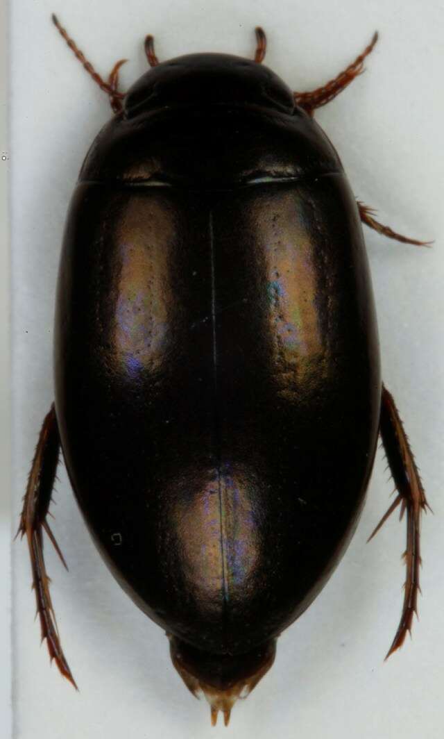 Image of Ilybius chalconatus (Panzer 1796)