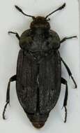 صورة Aclypea opaca (Linnaeus 1758)