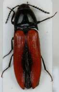 صورة <i>Ampedus sanguinolentus</i>