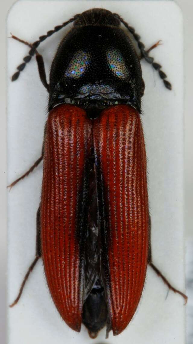 Image of <i>Ampedus sanguinolentus</i>