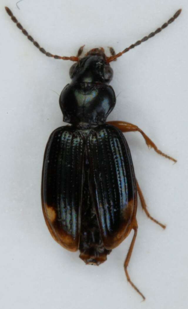 Bembidion (Diplocampa) assimile Gyllenhal 1810的圖片