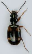 Image of Bembidion (Bembidion) quadrimaculatum (Linnaeus 1760)