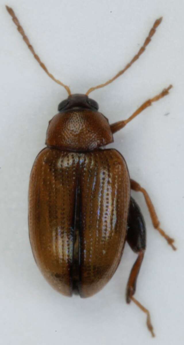 Image of Potato flea beetle