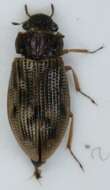 Image de Helophorus (Rhopalohelophorus) brevipalpis Bedel 1881