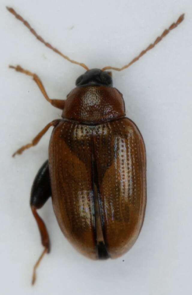 Image of Potato flea beetle