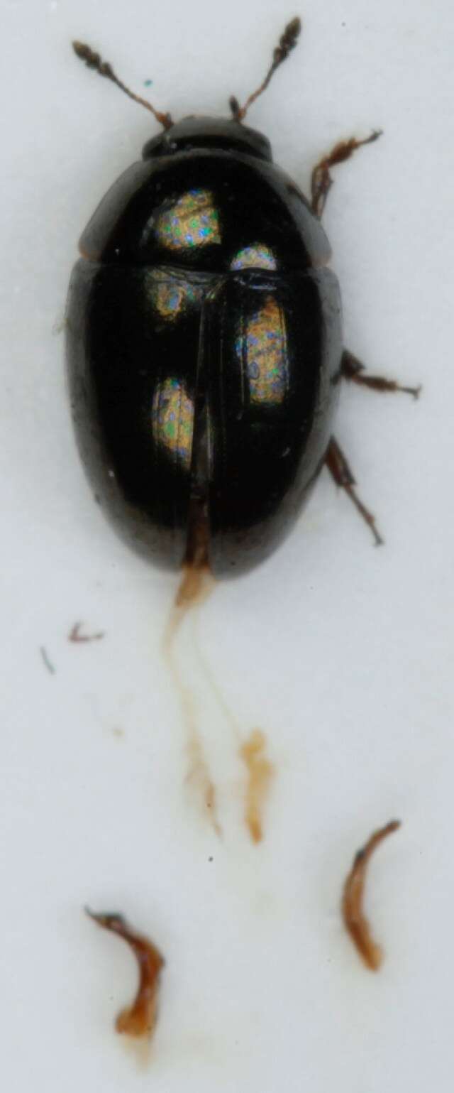 Image of <i>Olibrus aeneus</i>