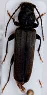 Image of Brown spruce longhorn beetle