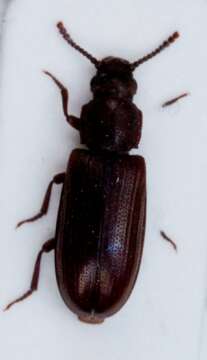 Image of <i>Zavaljus brunneus</i>