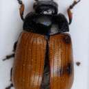 Image of <i>Gonioctena flavicornis</i>