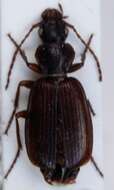 Image of Cymindis (Tarulus) vaporariorum (Linnaeus 1758)