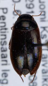 Image of Agabus (Acatodes) elongatus (Gyllenhal 1826)