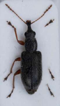 Image of Cimberis attelaboides (Fabricius & J. C. 1787)