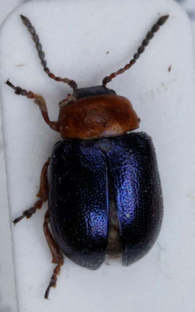 Image of Knotweed Leaf Beetle