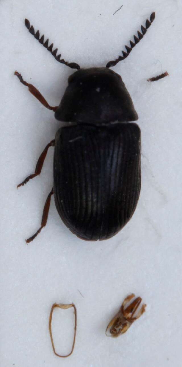 Image of <i>Xyletinus planicollis</i>