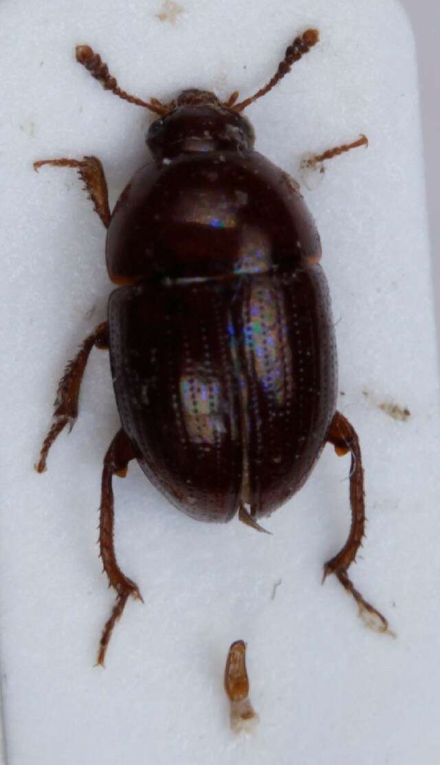 Image of Leiodes obesa (Schmidt & W. L. E. 1841)