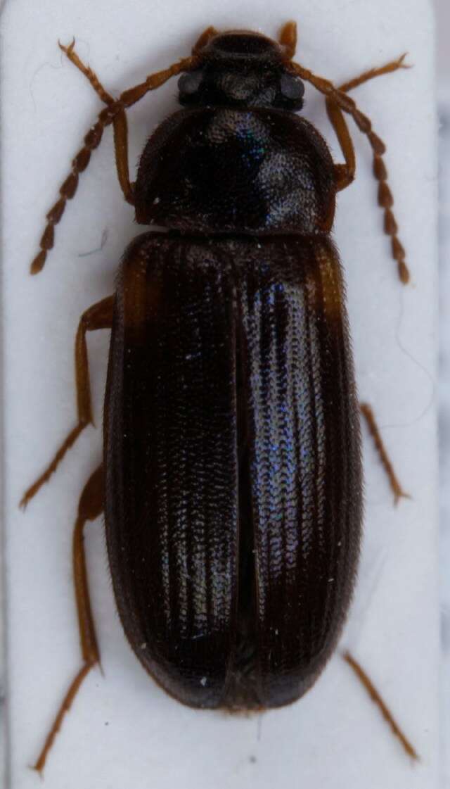 Image of <i>Mycetochara axillaris</i>