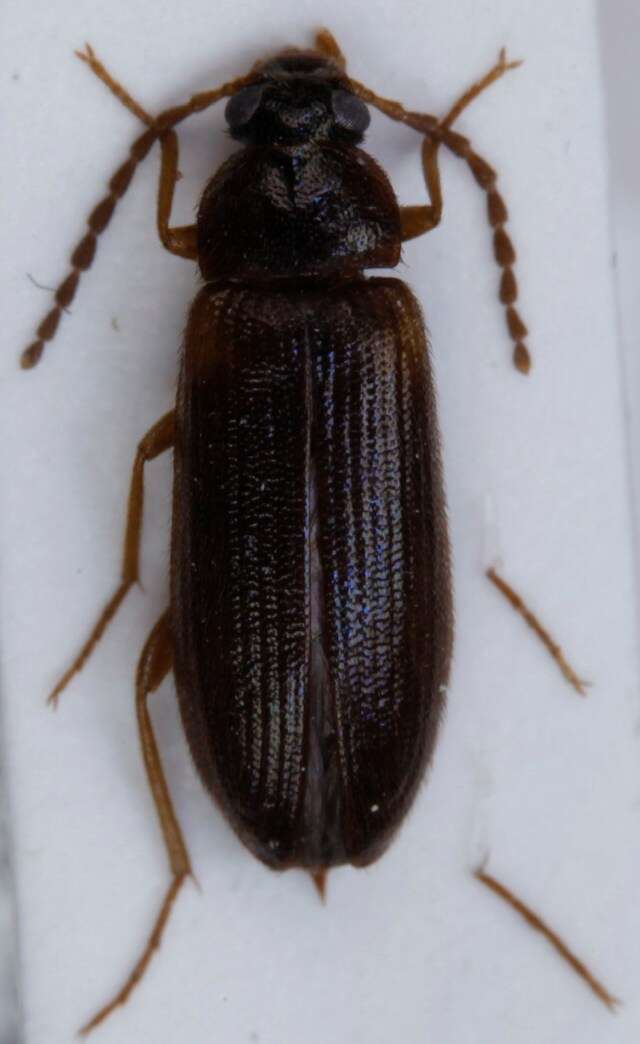 Image of <i>Mycetochara axillaris</i>