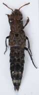 Image of Ontholestes murinus (Linnaeus 1758)