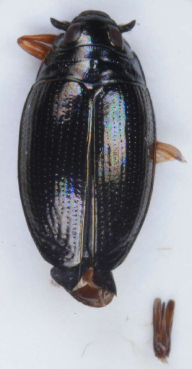 Image of Gyrinus aeratus Stephens 1835