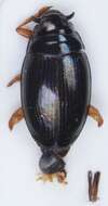 Image of Gyrinus aeratus Stephens 1835