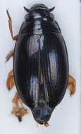 Image of Gyrinus aeratus Stephens 1835