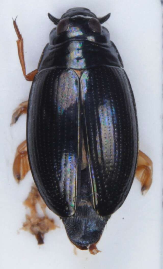 Image of Gyrinus aeratus Stephens 1835