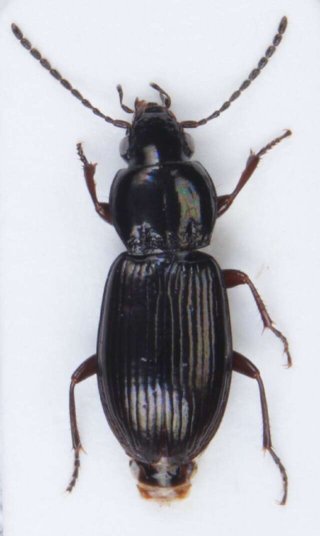 Image de Pterostichus (Phonias) diligens (Sturm 1824)