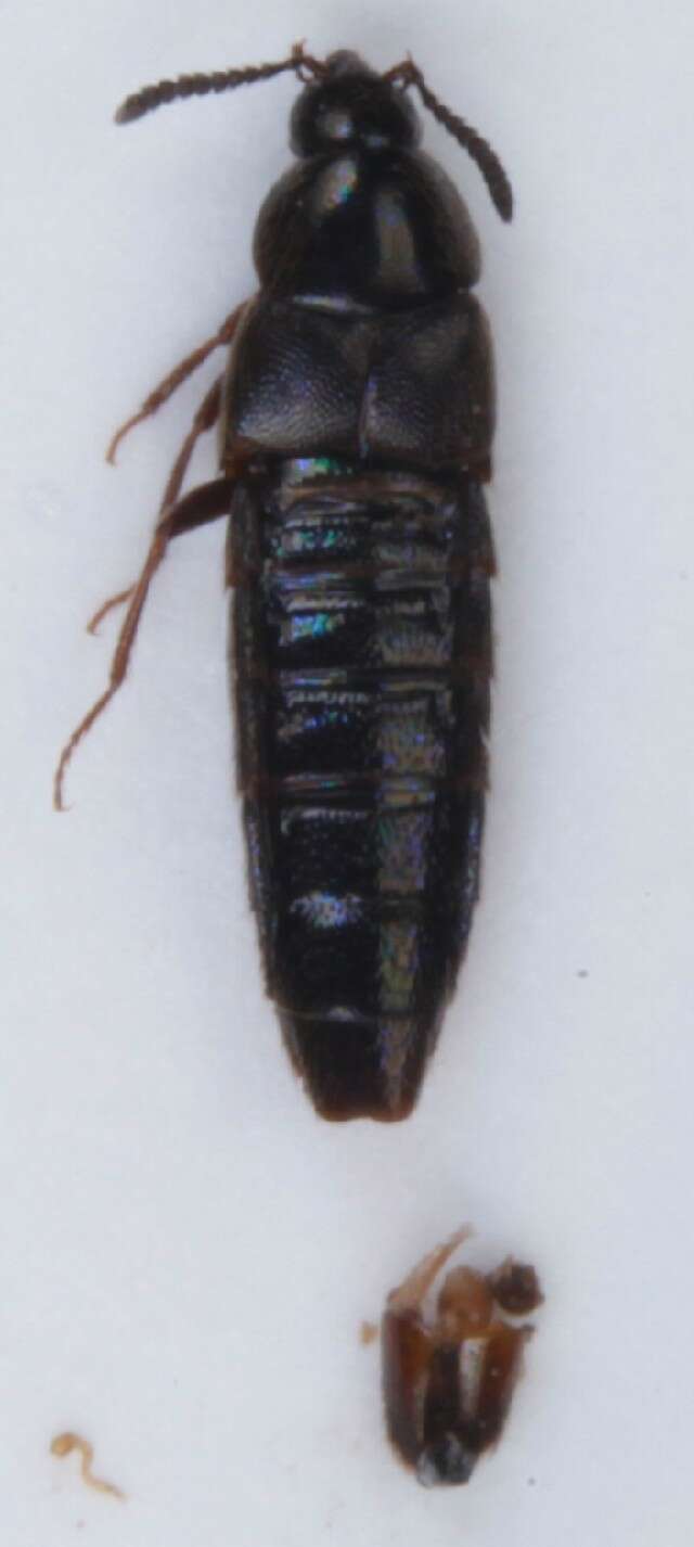 Image of Aleochara (Xenochara) brevipennis Gravenhorst 1806