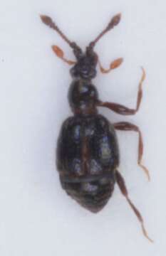 Image of Bryaxis bulbifer (Reichenbach 1816)