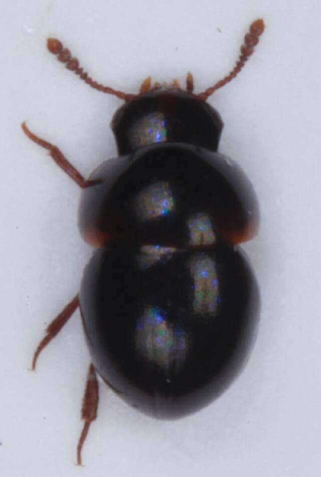 صورة Agathidium (Agathidium) seminulum (Linnaeus 1758)