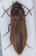 Image of Lined Click Beetle