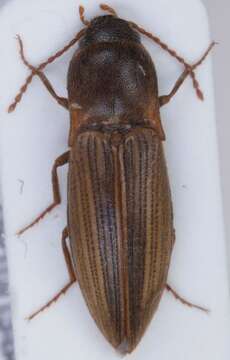 Image of Lined Click Beetle