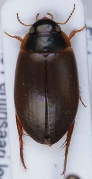 Image of Agabus (Acatodes) sturmii (Gyllenhal 1808)