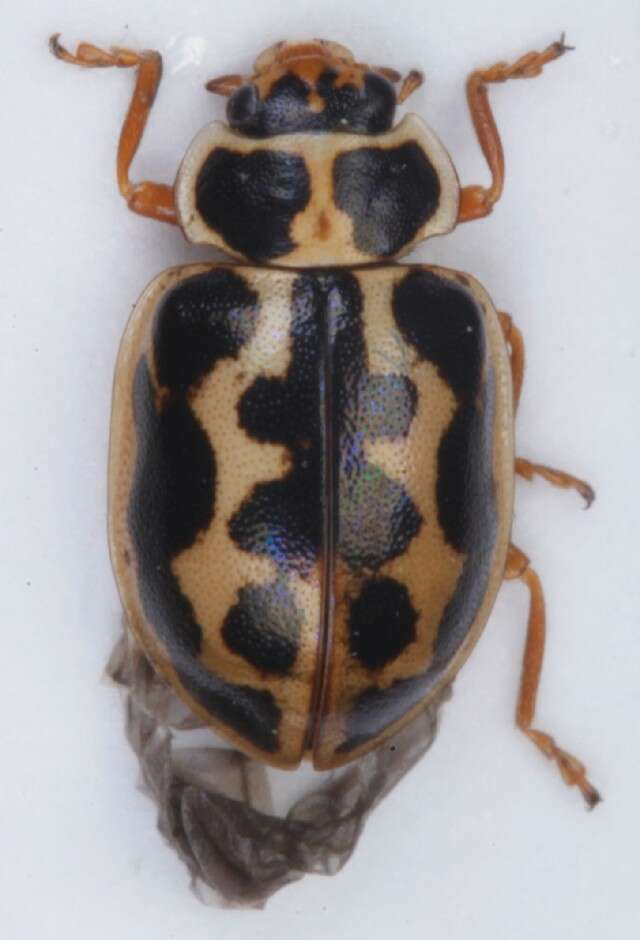 Image of <i>Anisosticta novemdecimpunctata</i>