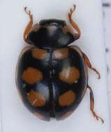 Image of <i>Coccinula quatuordecimpustulata</i>