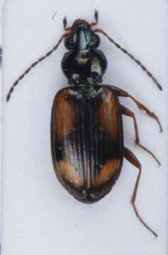 Image of Bembidion (Peryphus) femoratum Sturm 1825