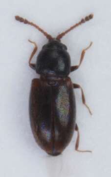 Image of Atomaria wollastoni Sharp 1867